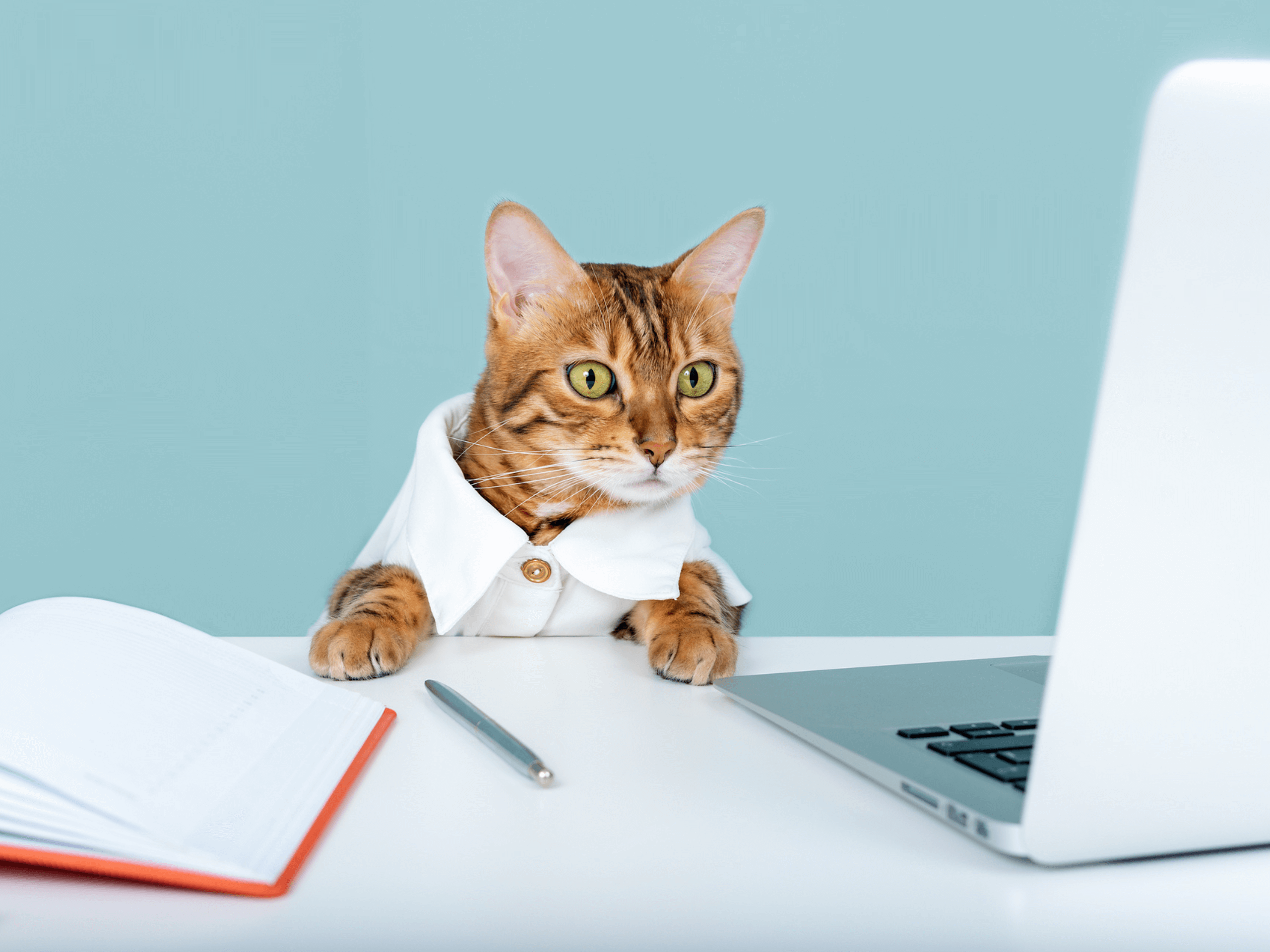 cat looking at laptop screen as they try to fix punctuation mistakes